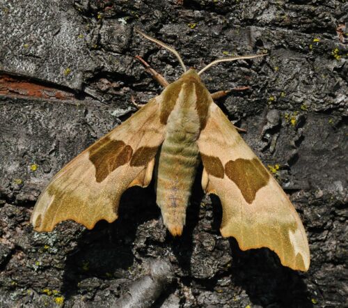 Sphingidae di Pogno