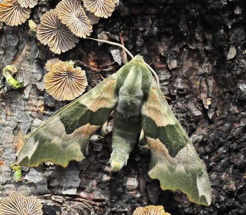 Sphingidae di Pogno