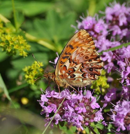 Boloria (Clossiana) titania