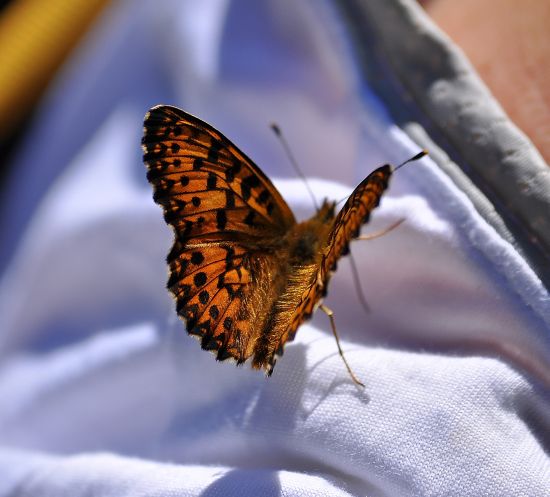 Boloria (Clossiana) titania