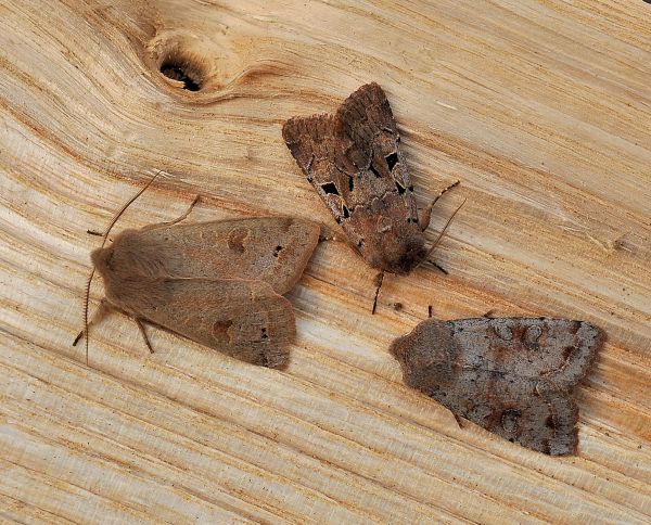 alla partenza per la primavera: Noctuidae e Geometridae