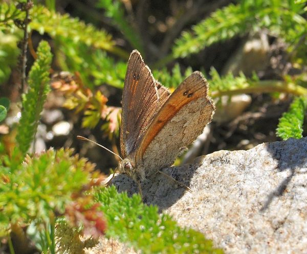 Aiuto id erebie - Erebia tyndarus, Nymphalidae