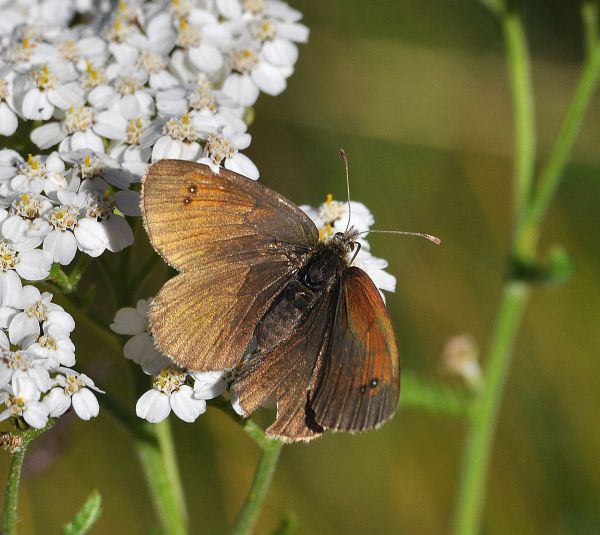 Aiuto id erebie - Erebia tyndarus, Nymphalidae