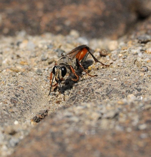 femmina di Sphex, Sphecidae