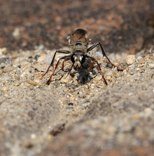 femmina di Sphex, Sphecidae