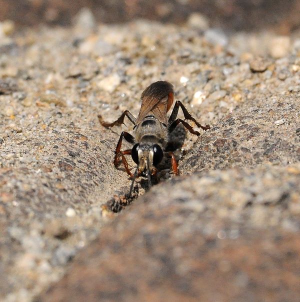 femmina di Sphex, Sphecidae