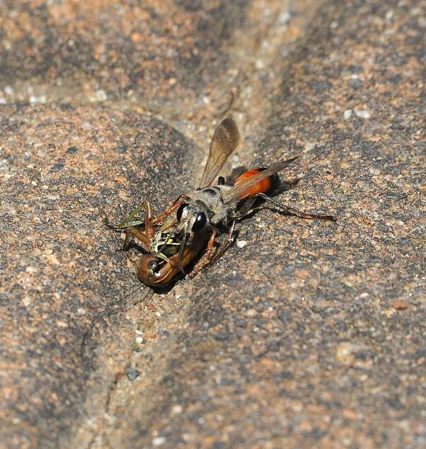 femmina di Sphex, Sphecidae