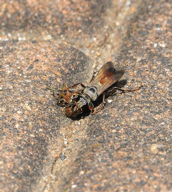 femmina di Sphex, Sphecidae