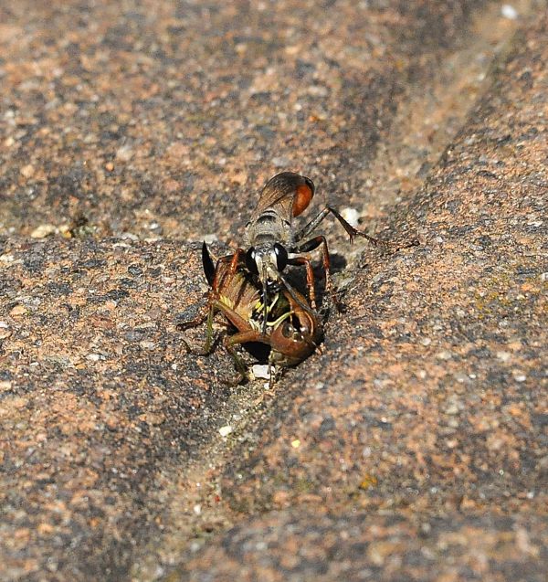 femmina di Sphex, Sphecidae