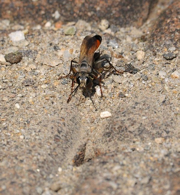 femmina di Sphex, Sphecidae