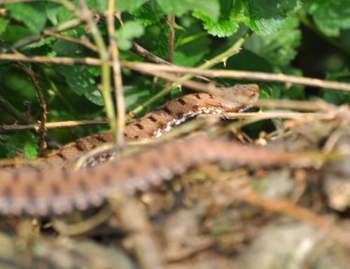 Vipera aspis francisciredi