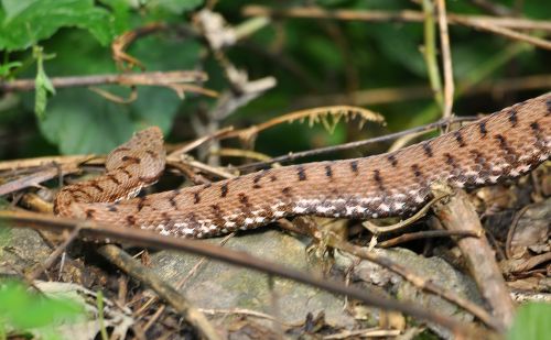 Vipera aspis francisciredi