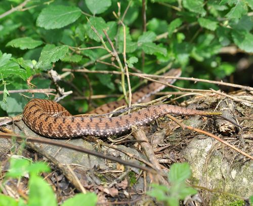 Vipera aspis francisciredi