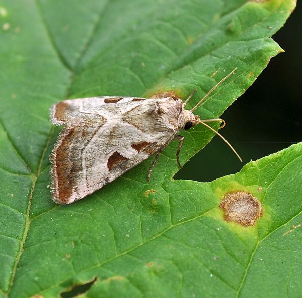 Eucarta virgo