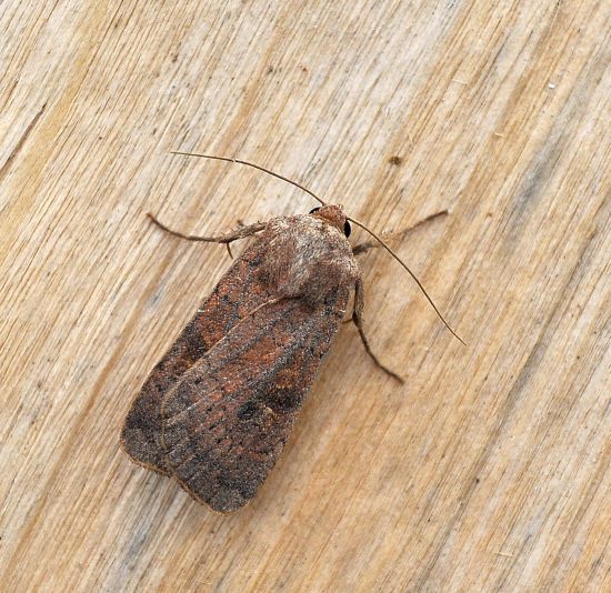 Agrotis ipsilon, Helicoverpa armigera e Xestia xanthographa