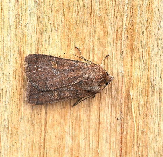 Agrotis ipsilon, Helicoverpa armigera e Xestia xanthographa