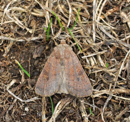 Agrotis ipsilon, Helicoverpa armigera e Xestia xanthographa