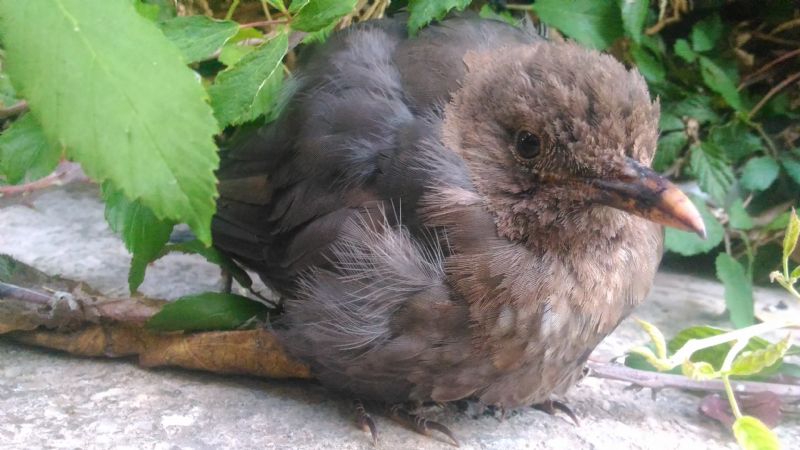 Id uccello:   piccolo di Merlo