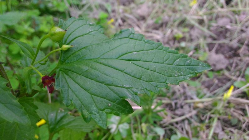 Rocca di Caprileone (ME) - Scrophularia peregrina (Scrophulariaceae)