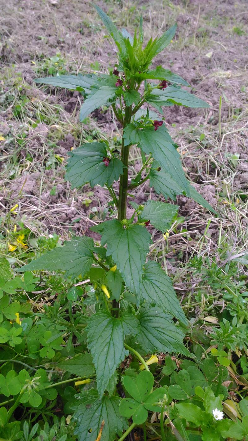 Rocca di Caprileone (ME) - Scrophularia peregrina (Scrophulariaceae)