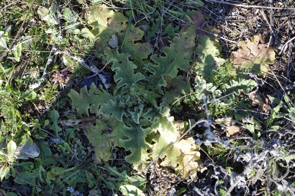 Verbascum sinuatum