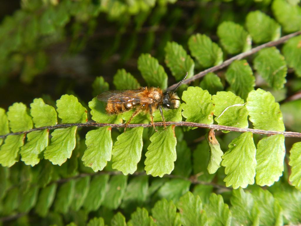 Probabile maschio di Osmia rufa