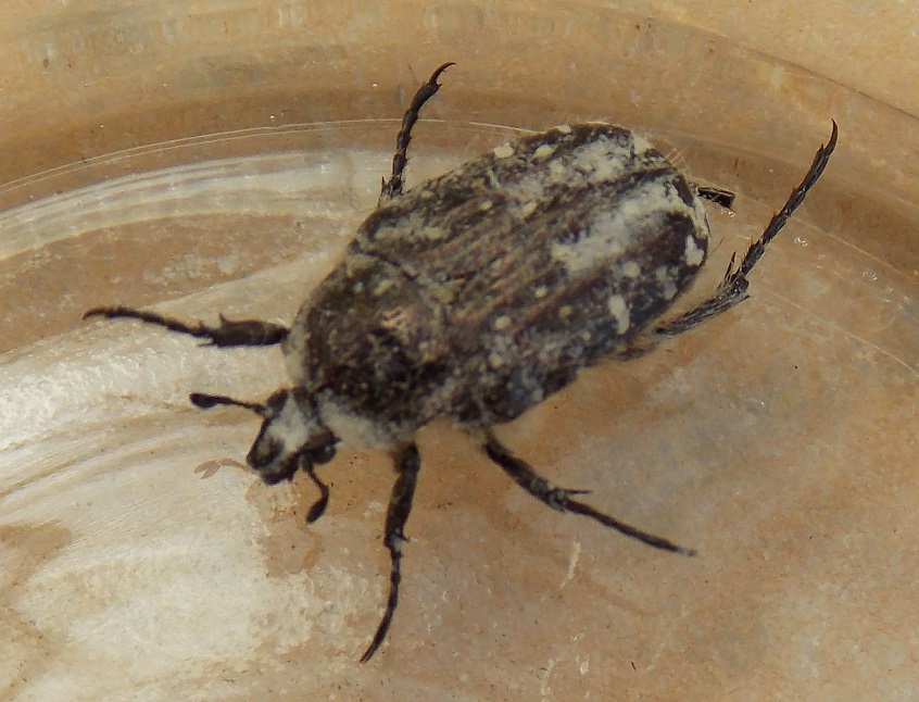 Oxythyrea funesta