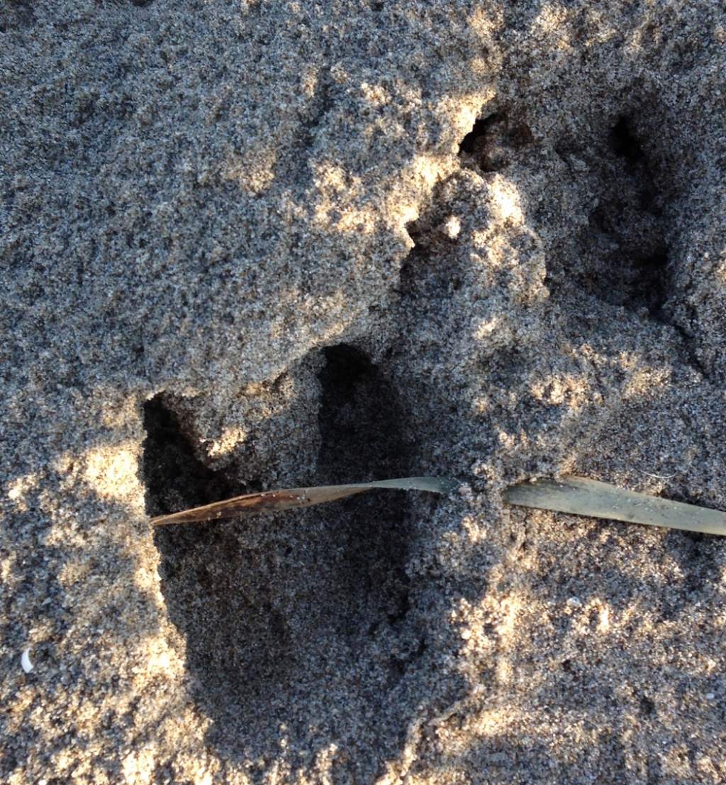 Tracce di ungulati nelle spiagge dei Lidi Ferraresi