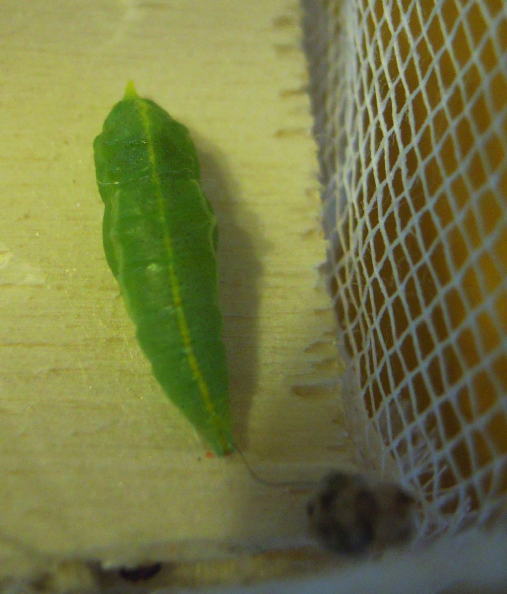 Allevamento Bruchi di Pieris Brassicae in pieno inverno