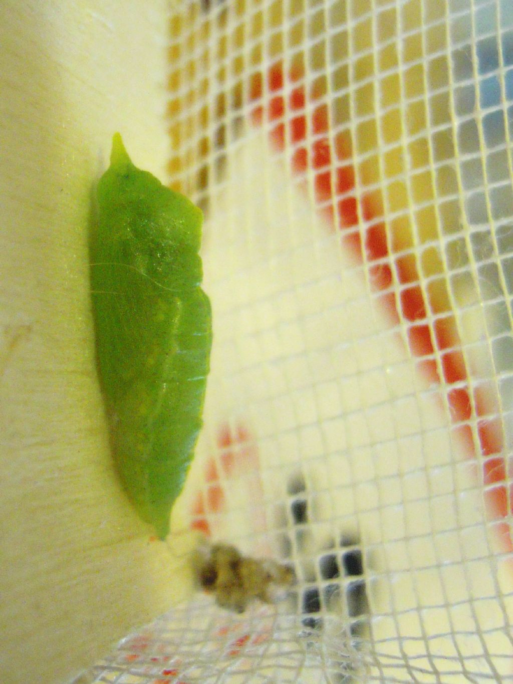 Allevamento Bruchi di Pieris Brassicae in pieno inverno