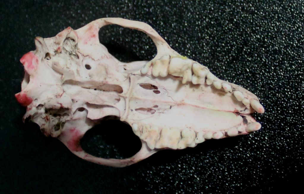 IDENTIFICAZIONE PICCOLO CRANIO MAMMIFERO