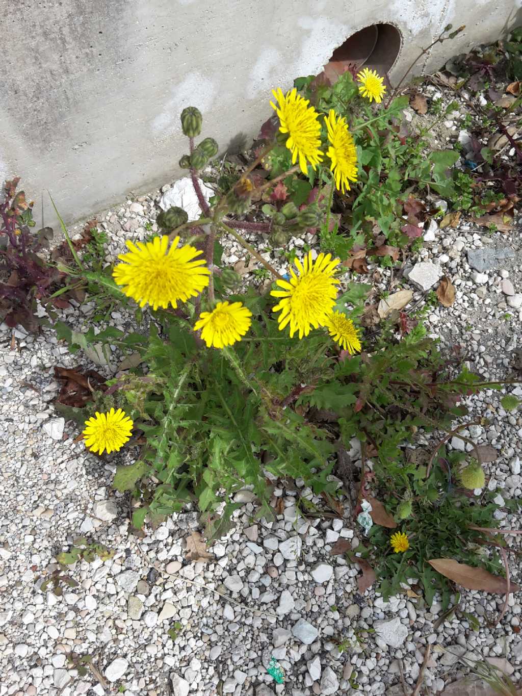 Sonchus sp.