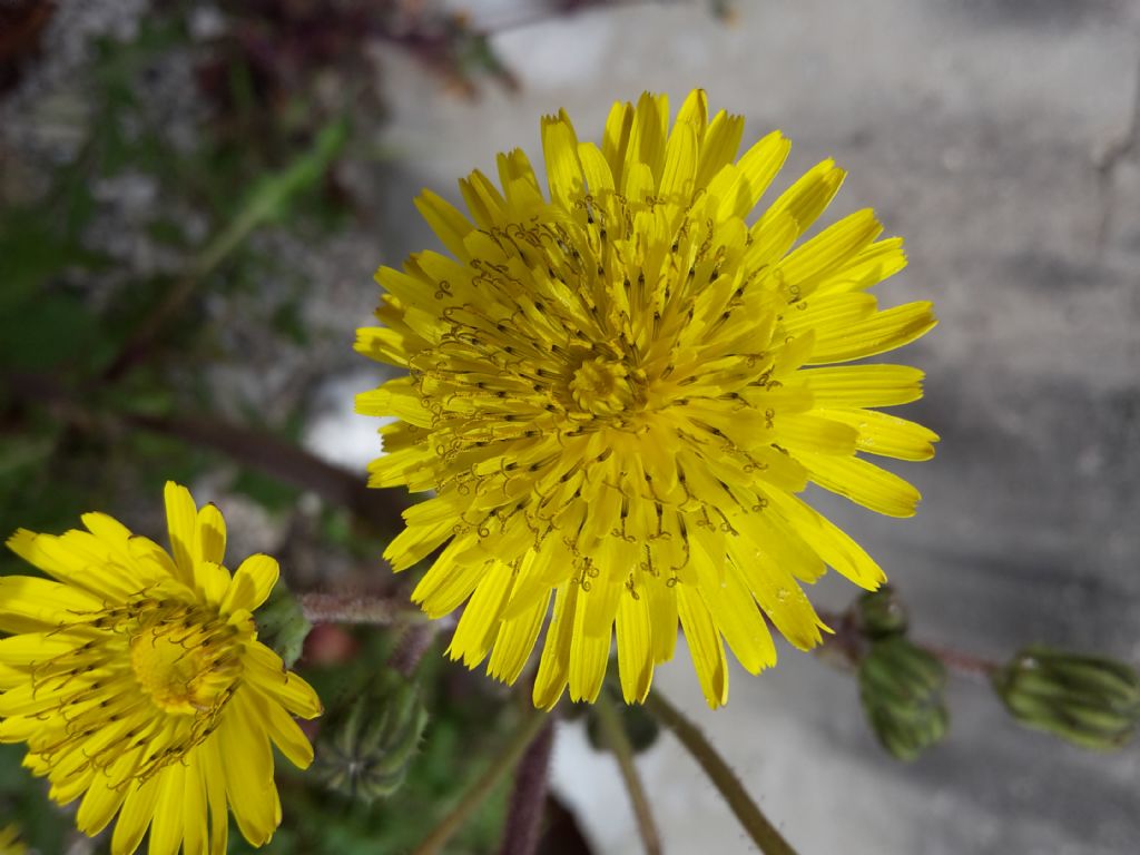 Sonchus sp.