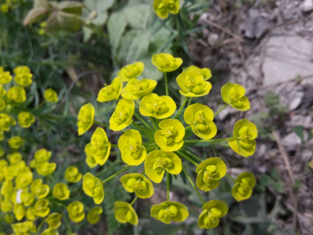 Euphorbia cyparissias