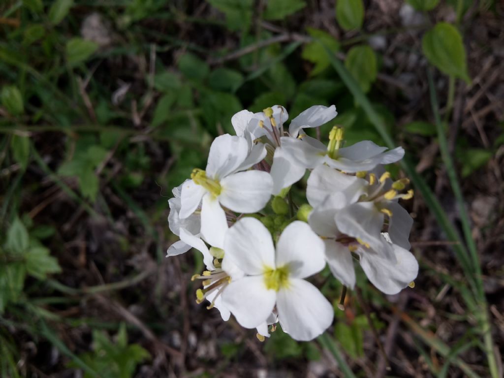 Credo sia una crucifera..si, Diplotaxis erucoides