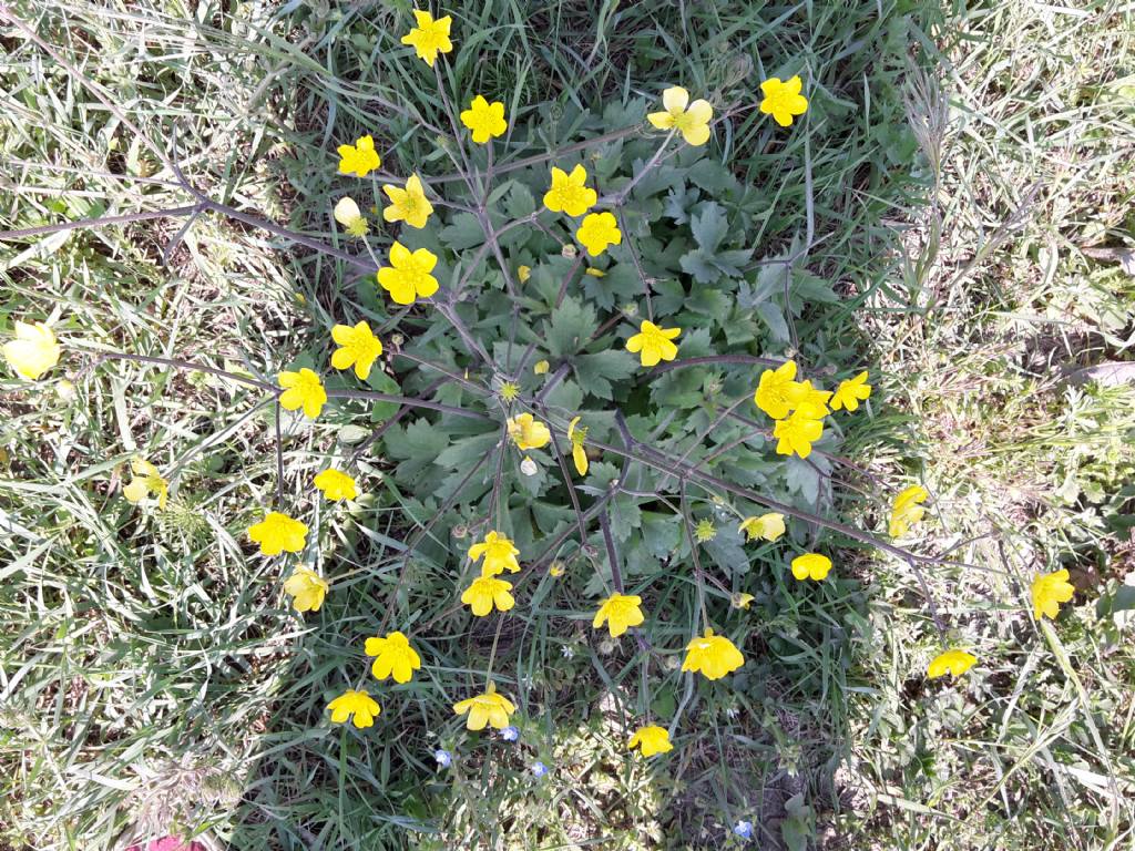 Ranunculus cfr. lanuginosus