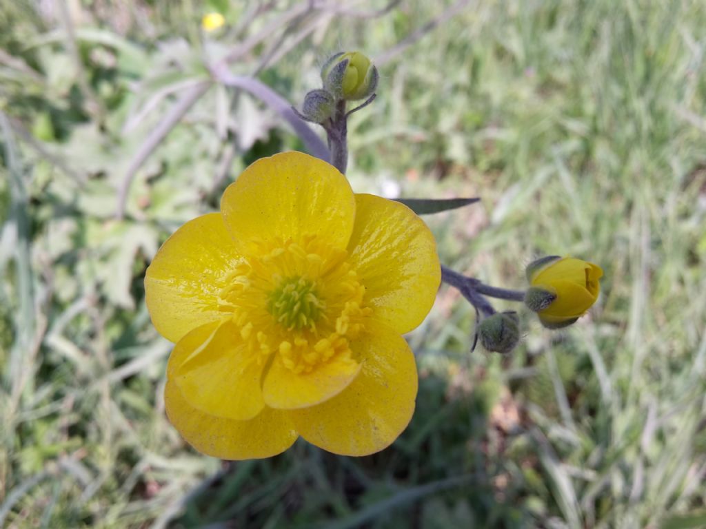 Ranunculus cfr. lanuginosus