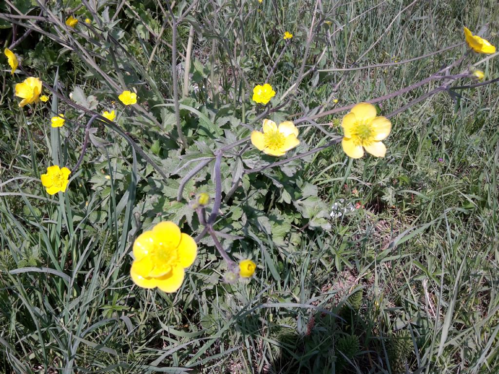 Ranunculus cfr. lanuginosus