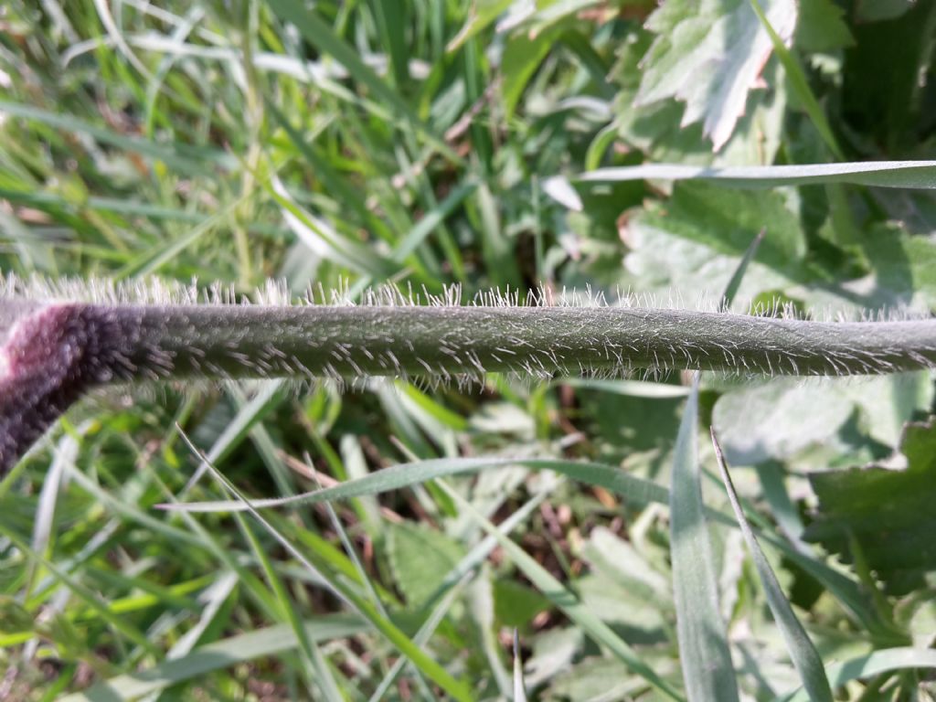 Ranunculus cfr. lanuginosus