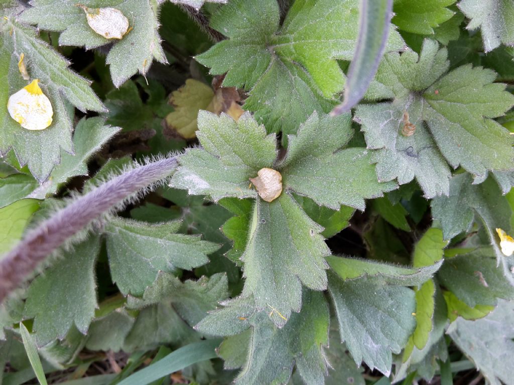 Ranunculus cfr. lanuginosus