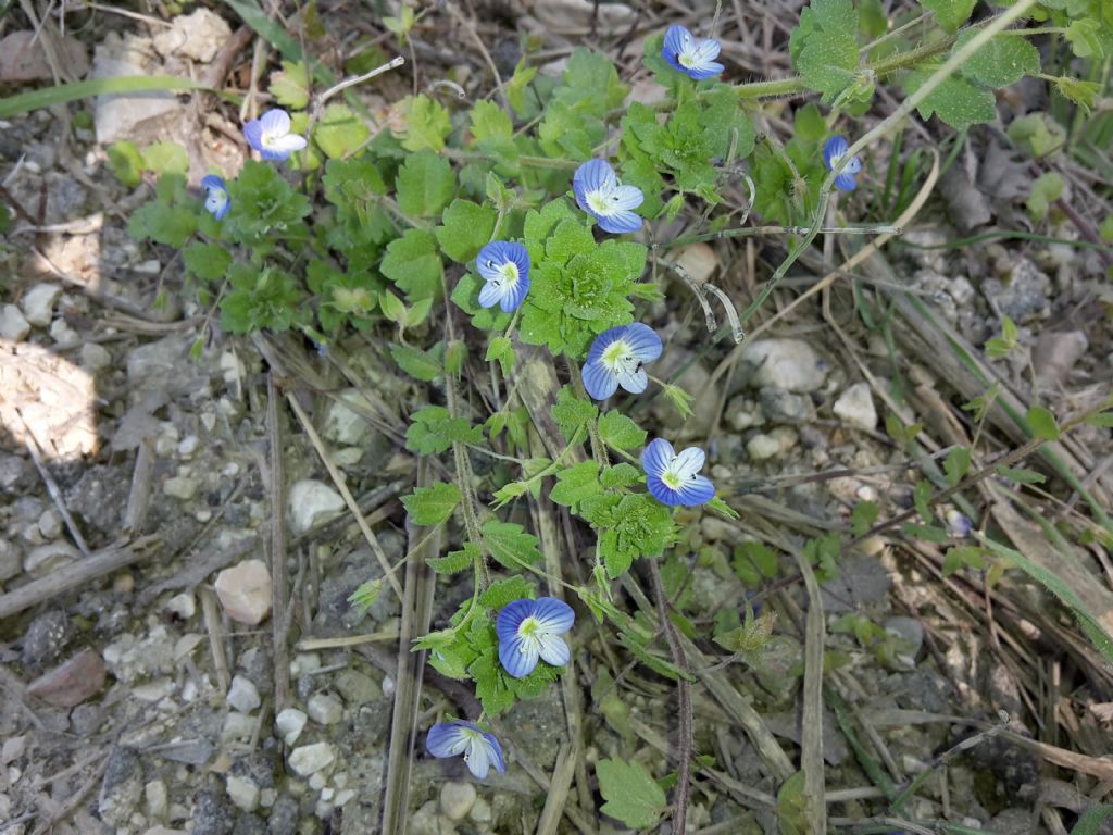 Veronica persica