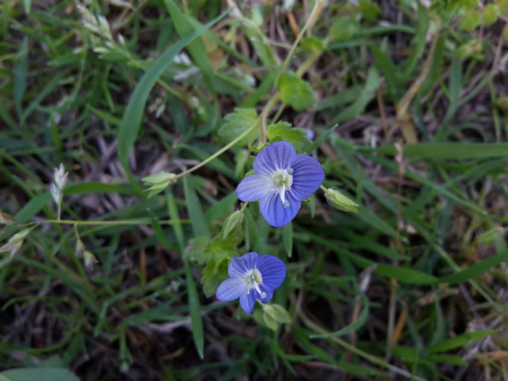 Veronica persica