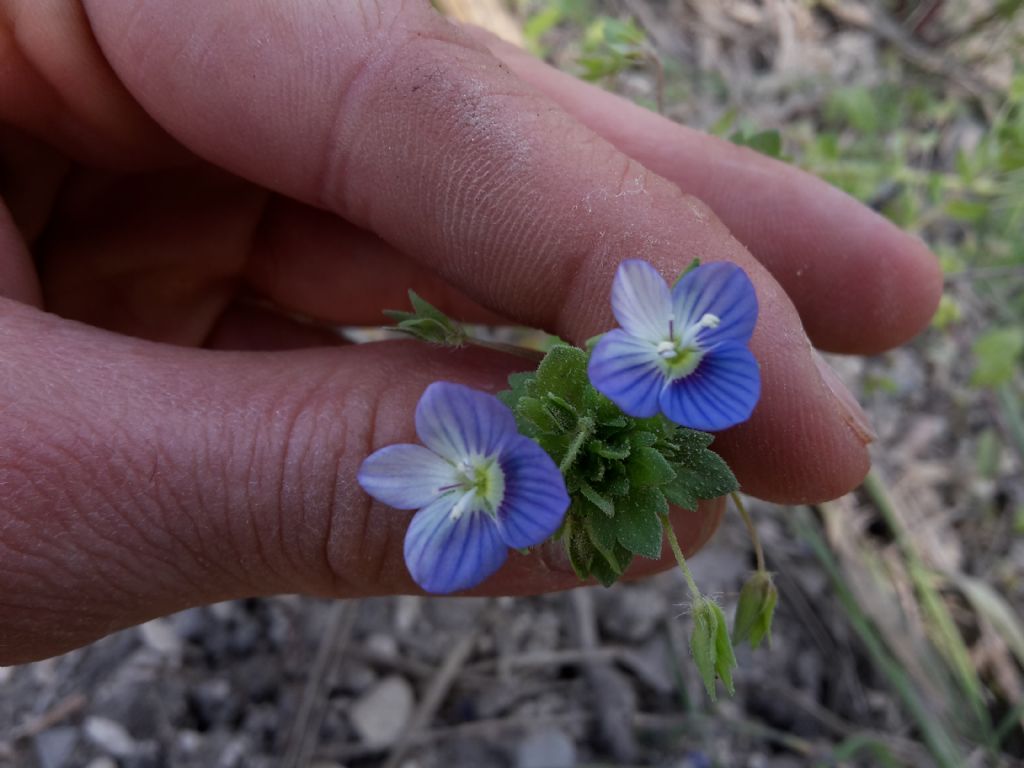 Veronica persica