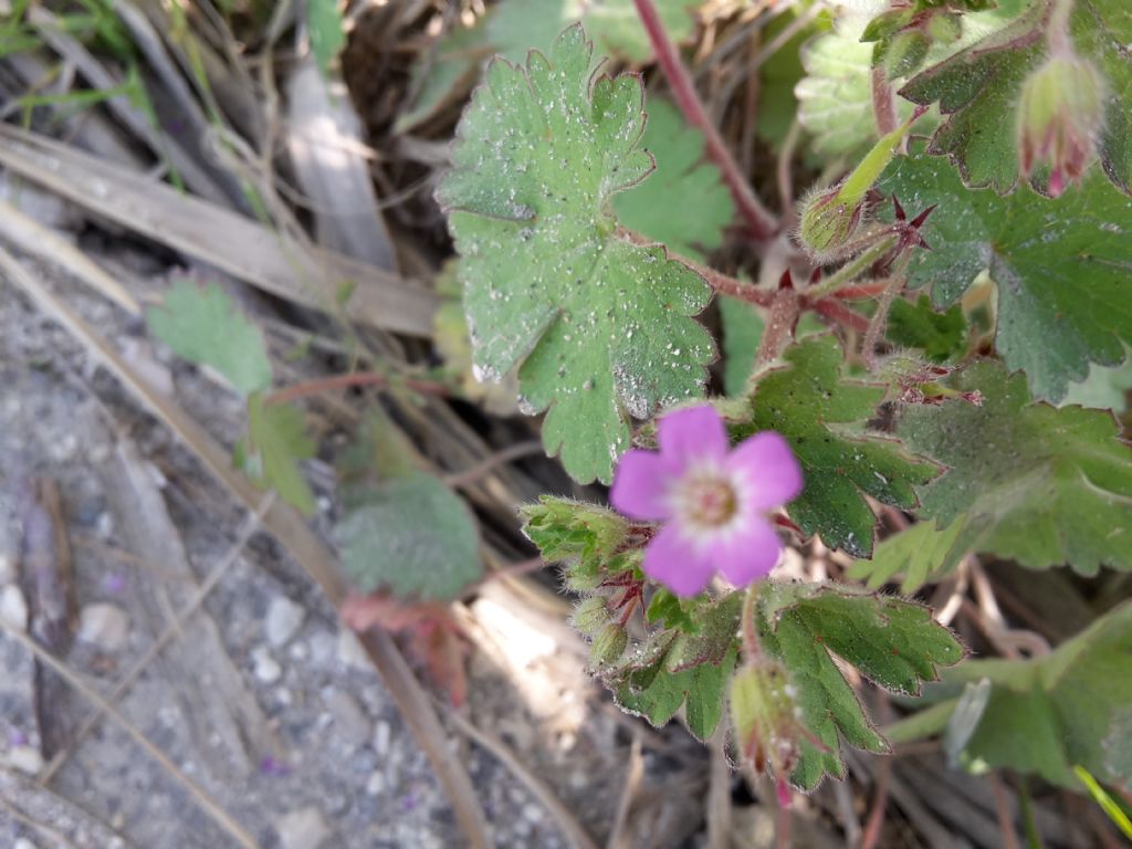 Geranium rotundifolium