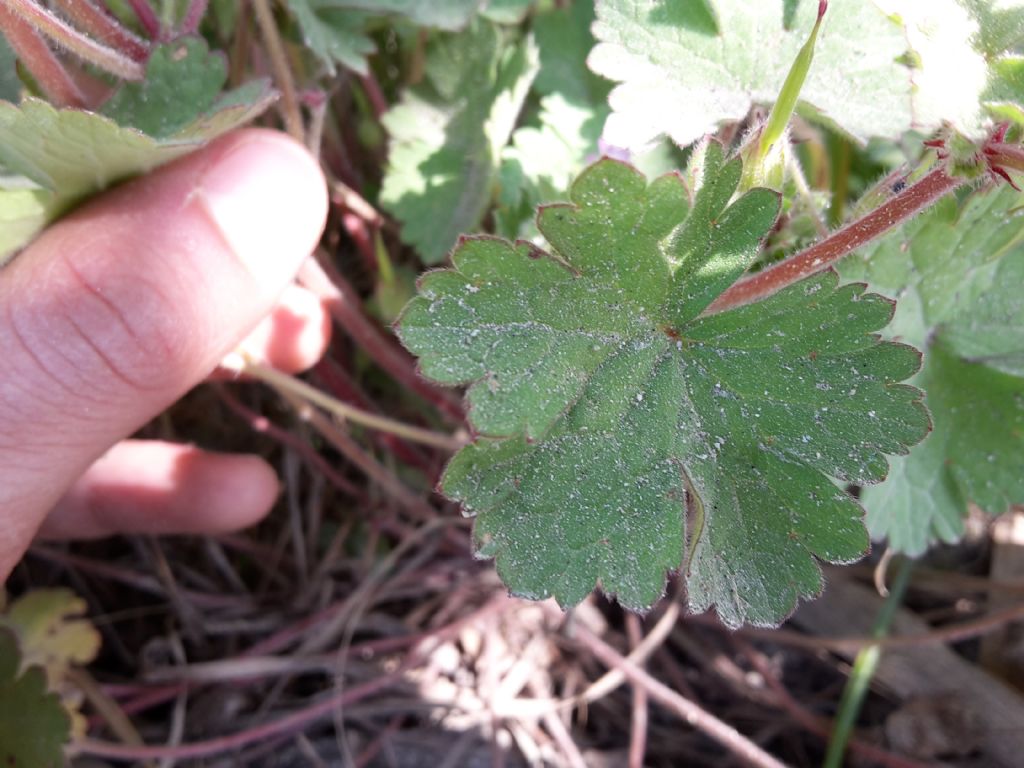 Geranium rotundifolium