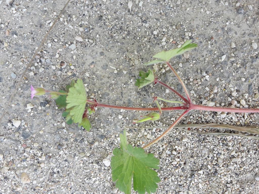 Geranium rotundifolium