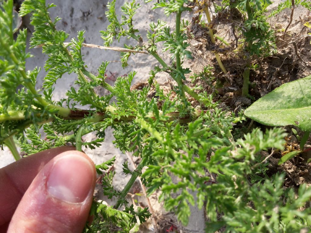 Pianta cespugliosa da determinare - Anthemis sp.