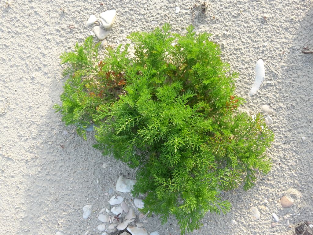 Pianta cespugliosa da determinare - Anthemis sp.