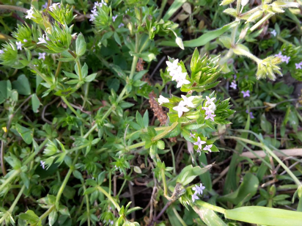 Sherardia arvensis