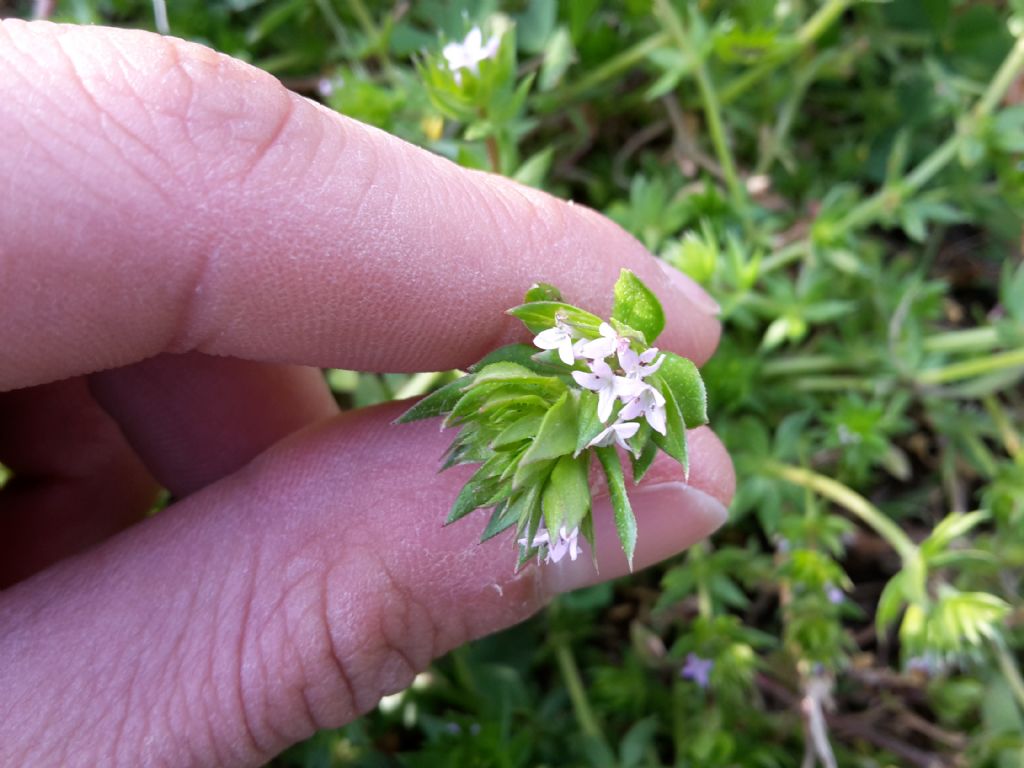 Sherardia arvensis